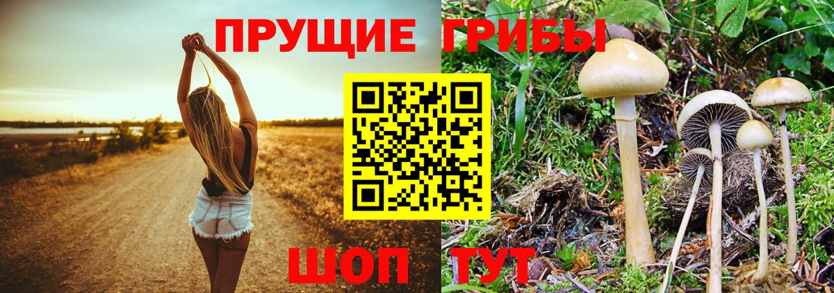 Псилоцибиновые грибы прущие грибы Сафоново